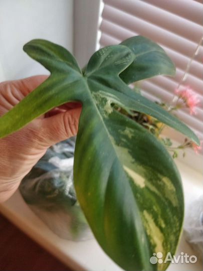 Филодендроны, триколор, принцессы, бурле макс