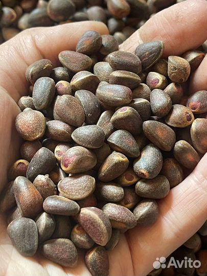 Орех кедровый 2023