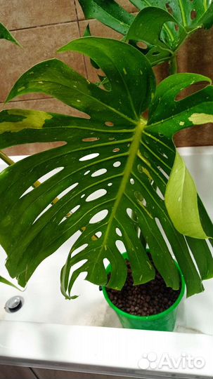 Монстера тайское созвездие