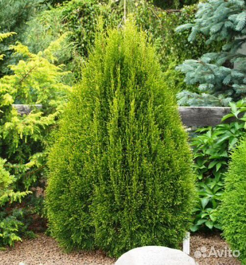 Туя западная смарагд витбонт