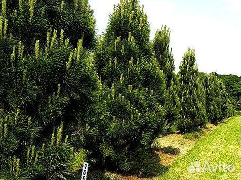 Высокая сосна на участок