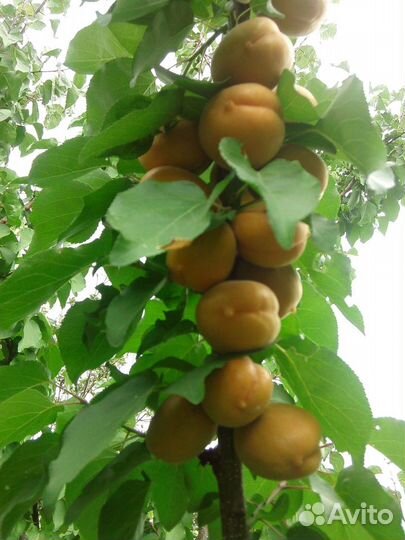 Саженцы персика,абрикоса,ореха Идеал в Ульяновске