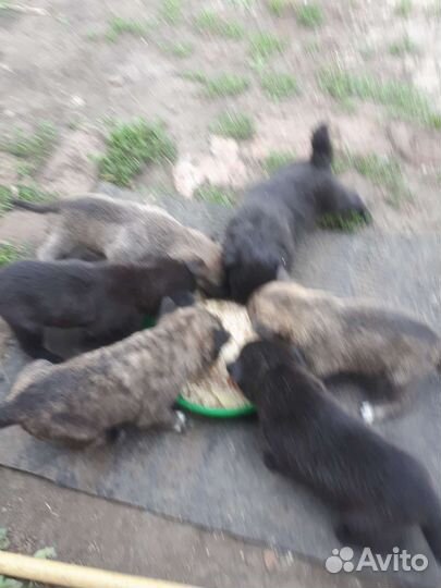 Щенки от чау