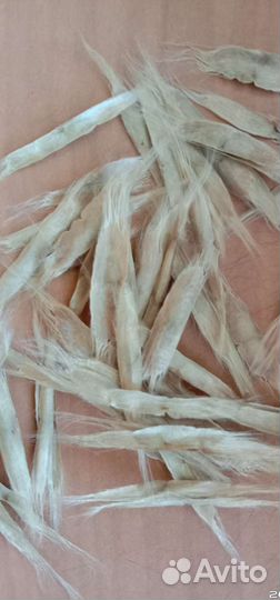 Семена Катальпы