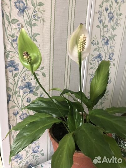 Комнатный цветок