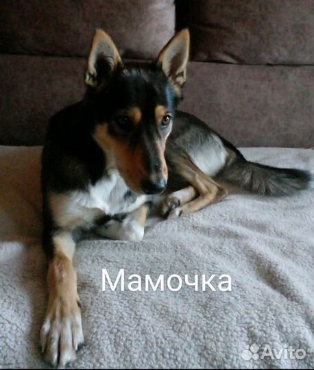 Милашки-медвежатки,девочки,2мес,помесь с лайкой