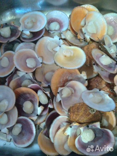 Морской гребешок в вакууме на полустворке