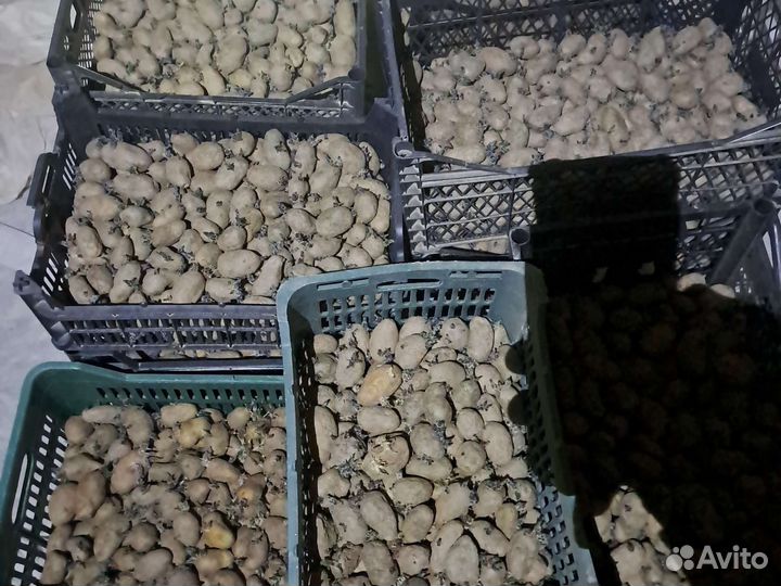 Семенной картофель