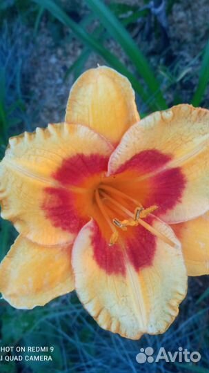 Лилейники сортовые