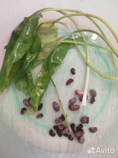 Растения аквариумные, эхинодорус и улитки катушки