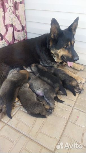Немецкая овчарка