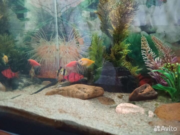 Аквариум 40л