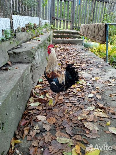 Молодые петухи