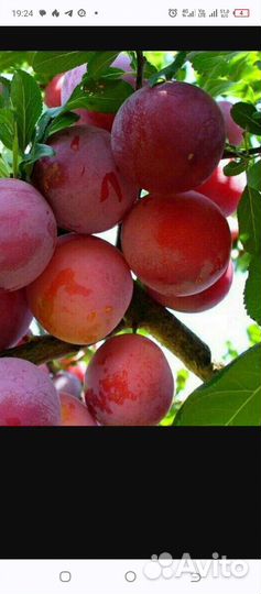 Саженцы сливы, лимонник,ромашки, дельфиниум