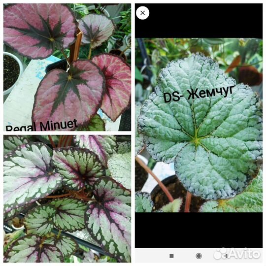 Бегония декоративно лиственная на срез