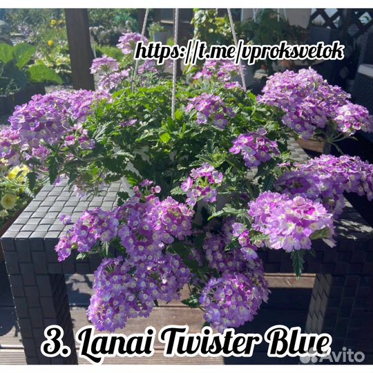 Цветы вегетативные