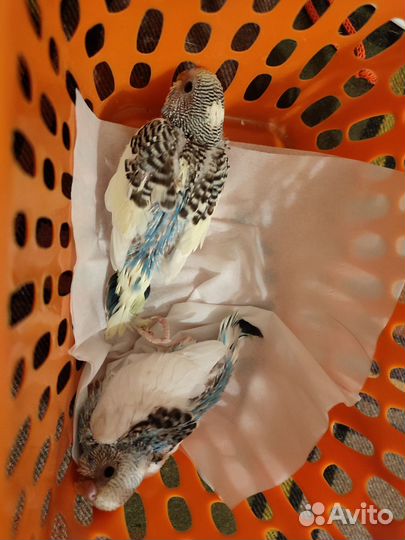 Волнистый попугай с клеткой