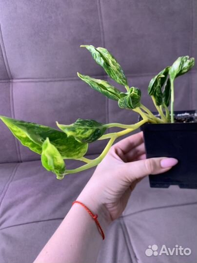 Эпипремнум Сциндапсус