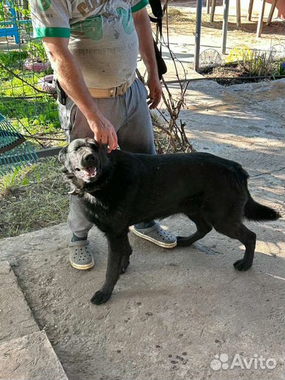 Вязка немец