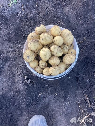 Продам картофель