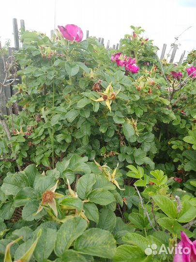 Саженцы Миндаль Миндальное дерево Барбарис