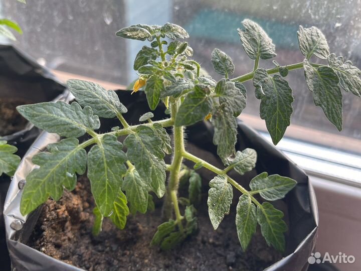 Томат балконное чудо