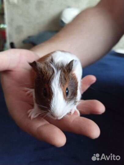 Морские свинки малыши