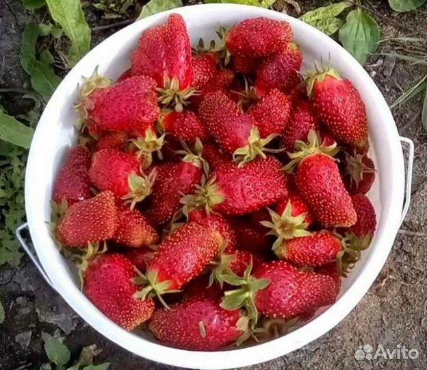 Рассада клубники Купчиха