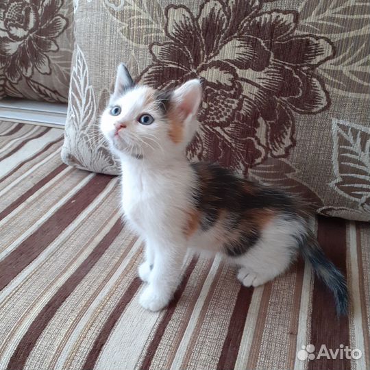 Котята в добрые руки бесплатно