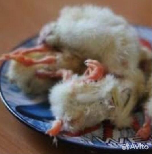 Суточные цыплята на корм животным