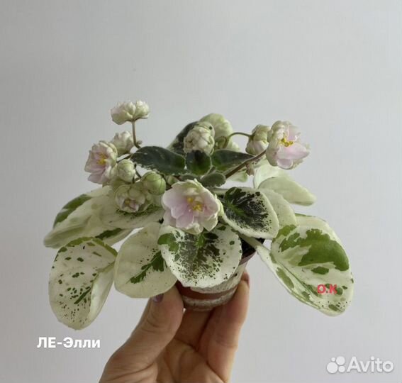 Фиалка детки и пасынки химер