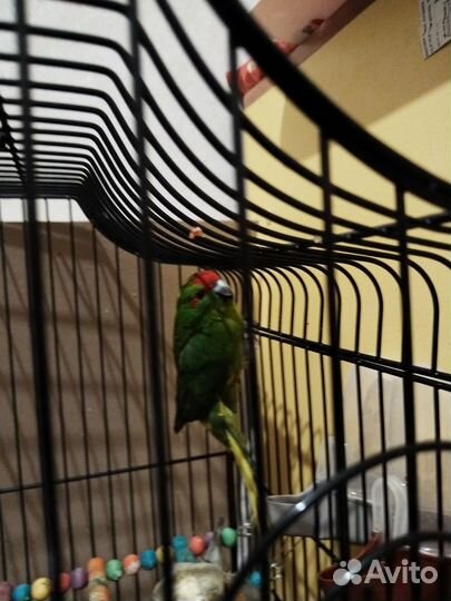 Попугай какарик мальчик