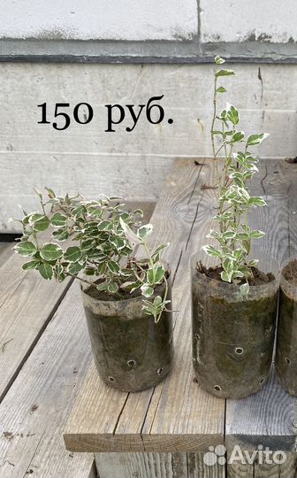 Бересклет форчуна