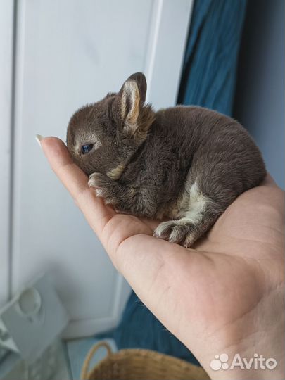 Карликовый кролик рекс