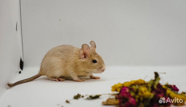 Белки дегу питомник, все окрасы