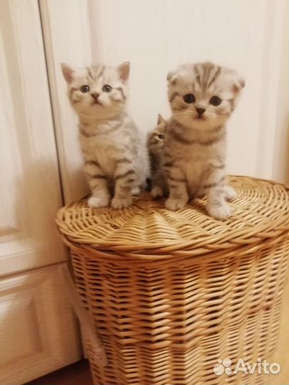 Шотландские котята