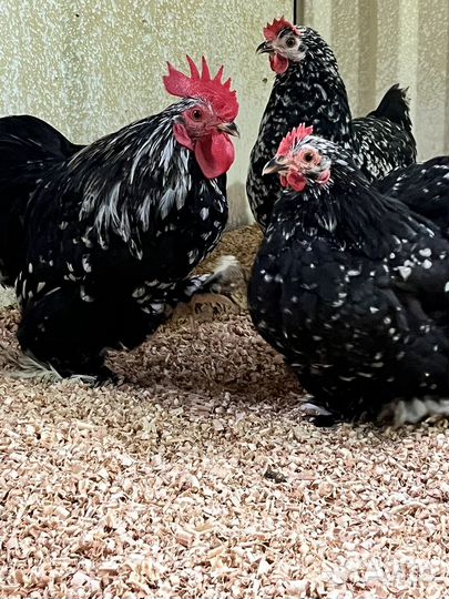 Цыплята Джерсы, Виандот,Брама,Кохи карликовые