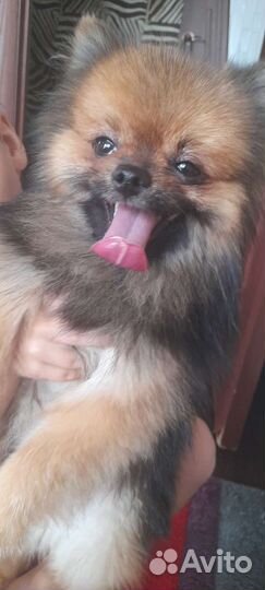 Померанский шпиц мини