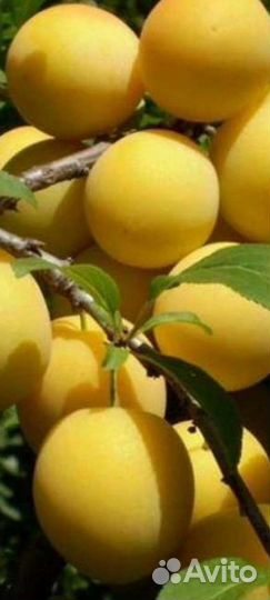 Саженцы плодовых