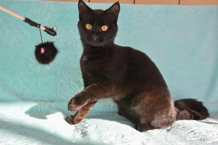 Котик Василий