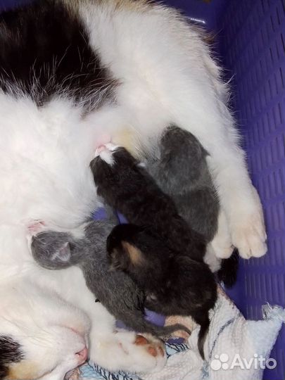 Отдам котят в добрые руки