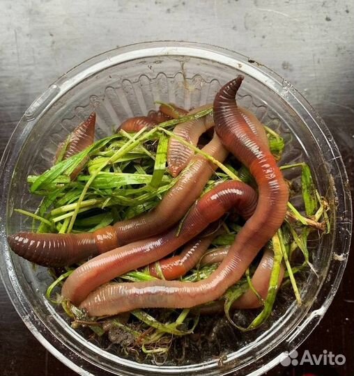 Навозный червь