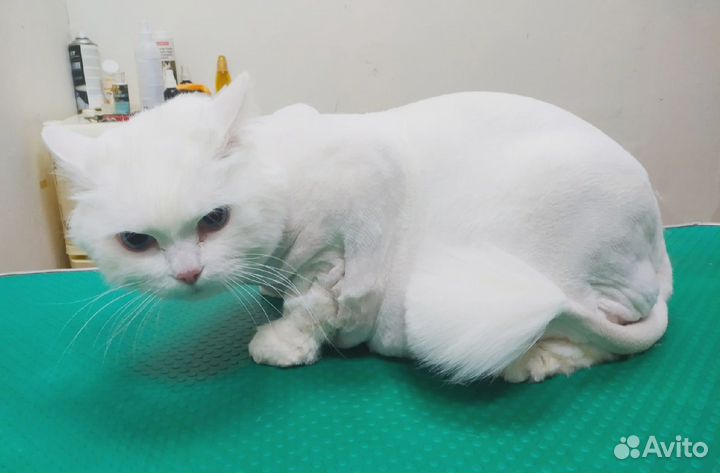 Стрижка собак и кошек груминг