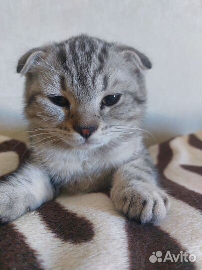 Шотландская вислоухая