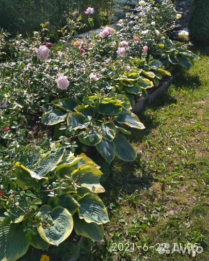 Хоста растение