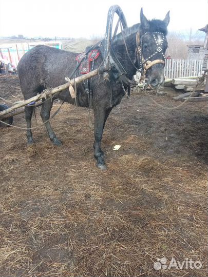 Продам кобылу