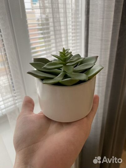 Декоративные растения