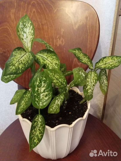 Цветы. Диффенбахия