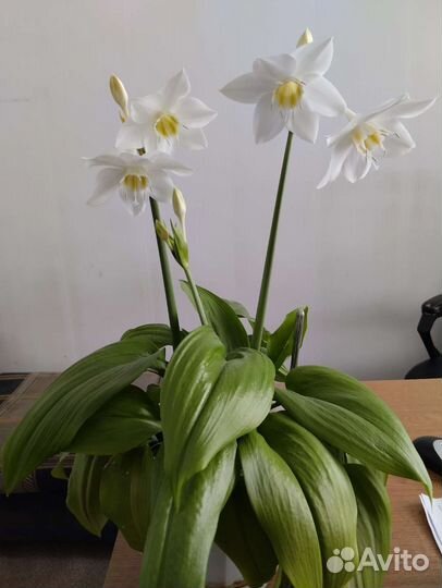 Отростки комнатных растений