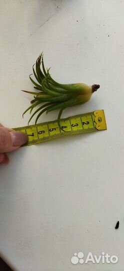 Тилландсия ионанта